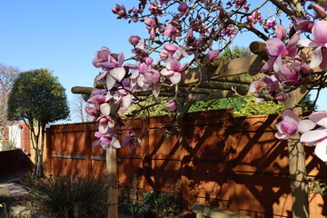 The new flowers on a magnolia tree in March above a pergola in an English garden.The sky is clear and blue in the background