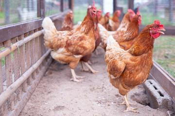 Chickens on traditional free poultry farming.