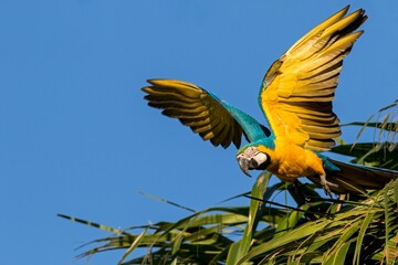 Blue-and-yellow macaw (ara ararauna) with open wings