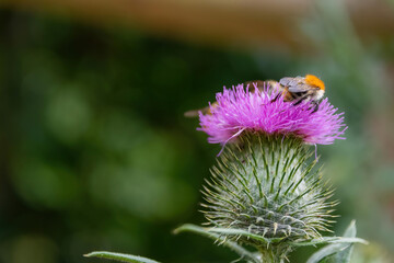 milk thistle with a bee in summer
