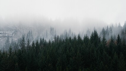 Scenic shot of fogs covering coniferous trees in a forest © Silviu Dascalu/Wirestock Creators