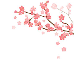 Naklejka premium cherry blossom tree branch background