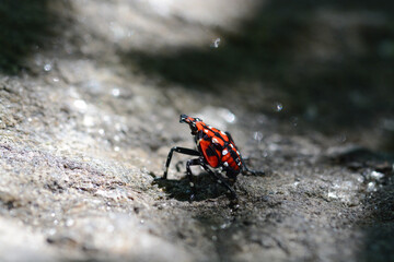 Spotted Lanternfly (Lycorma delicatula) nymph in Central Park New York City. This invasive species is a pest that can damage trees and agricultural crops. It is spreading in the eastern United States.