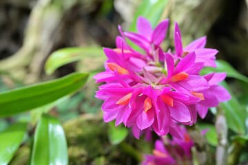 Close-up of purple pink blooms of Dendrobium Hibiki, a popular hybrid orchid species