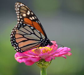 Orange butterlfy on a flower