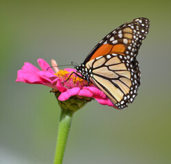 Orange butterlfy on a flower