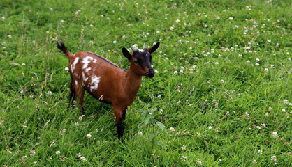 Baby goat on a green grass field. Farm animal close up photo. Sunny summer day photo. 