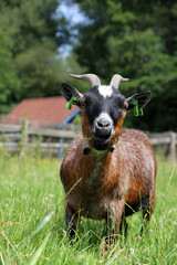 Close up portrait of a goat in green field. Farm animal photo. Cute domestic goat eats grass. 