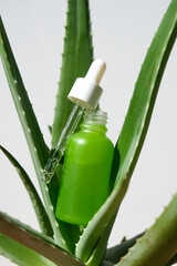 Obraz premium Aloe vera gel in a glass green jar with a pipette on a natural aloe plant. vertical image.