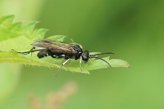 Closeup on a colorful sawfly species , Macrophya duodecimpunctata, sitting on a green leaf