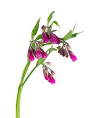 Fototapeta na wymiar Comfrey bush with flowers, isolated on white background. Symphytum officinale plant. Herbal medicine. Clipping path.