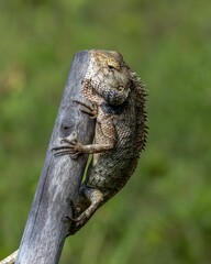 Vertical shot of a chameleon on the blurry background