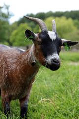 Fototapeta premium Domesticated goat close up photo. Farm animal portrait. Goat eating grass on the meadow. 