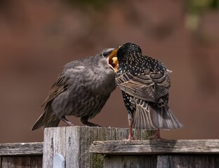 Close-up shot of a common starling shouting at another one.