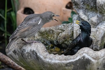Close-up shot of a common starling shouting at another one.
