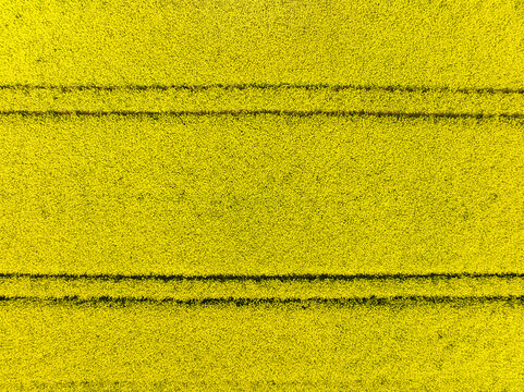 Abstract aerial top view of rapeseed field with tractor tracks, Muensterland, Nordrhein-Westfalen, Germany.
