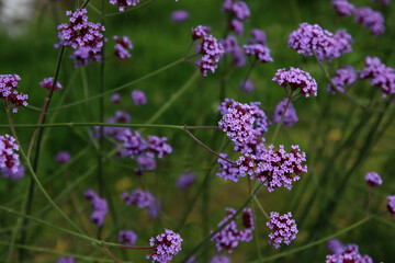 Beautiful verbena flowers close up photo. Small purple petals on green background. Summer nature photo. 