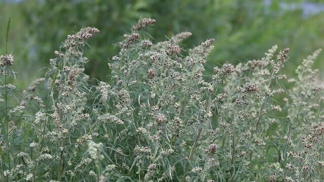 Artemisia vulgaris. Sagebrush bushes sway in the wind