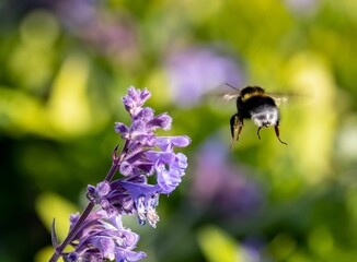 Closeup shot of a bee flying to pollinate purple flowers
