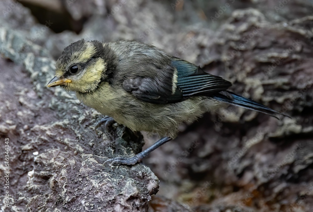 Poster closeup shot of a eurasian blue tit bird perched on a rock