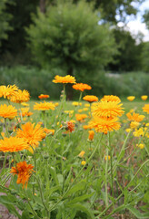 Meadow flowers close up photo. Yellow calendula flowers on a field. Summer garden photo. 