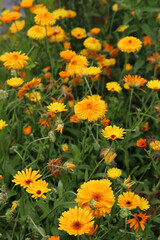 Obraz premium Green field full of yellow flowers. Close up photo of summer garden. Beautiful calendula flower. 