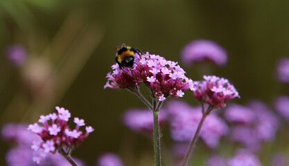 Bumblebee on purple Verbena flowers. Close up photo of flowering field. Summer day in a park. 
