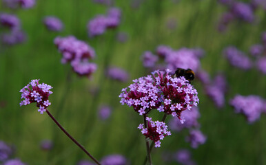 Bumblebee on purple Verbena flowers. Close up photo of flowering field. Summer day in a park. 