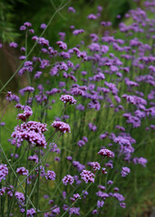 Beautiful verbena flowers close up photo. Small purple petals on green background. Summer nature photo. 