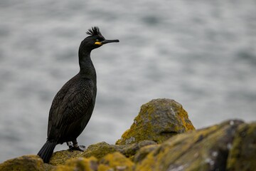 European Shag resting on the cliffs