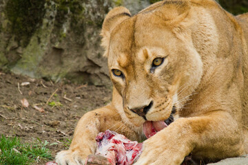 Obraz na płótnie Canvas Junge Löwin (Panthera leo) beim Fressen