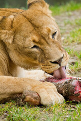 Löwe (Panthera leo) beim Fressen