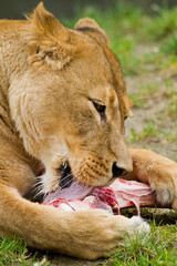 Junge Löwin (Panthera leo) beim Fressen