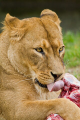 Löwe (Panthera leo) beim Fressen