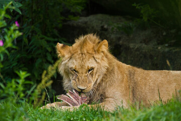 Fototapeta na wymiar Junger Löwe (Panthera leo) beim Fressen