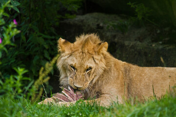 Löwe (Panthera leo) beim Fressen