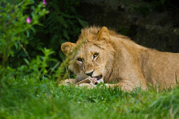 Löwe (Panthera leo) beim Fressen