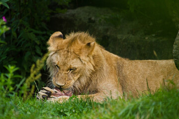 Löwe (Panthera leo) beim Fressen