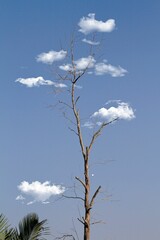 Vertical shot of dried tree against clouds making an illusion of leaves