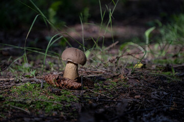 Tylopilus felleus fungus, commonly known as the bitter bolete or the bitter tylopilus