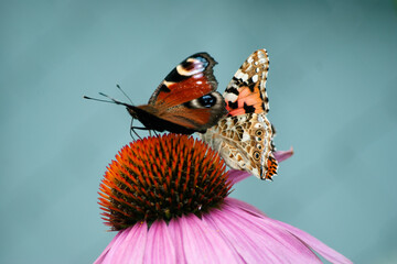  butterflies on flower