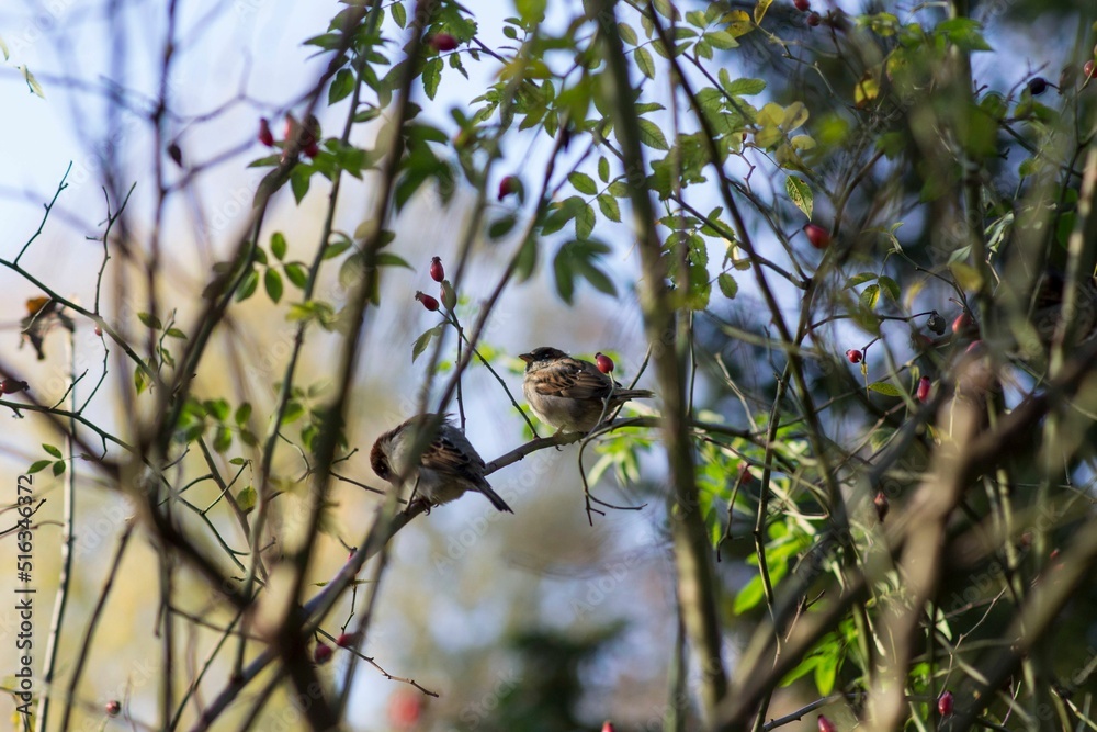 Poster Beautiful shot of a Eurasian tree sparrow