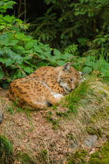 Eurasische Luchs oder Nordluchs (Lynx lynx)