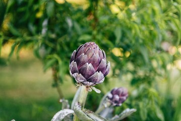 Closeup of a purple artichoke plant (Purple of Romagna) growing in a garden
