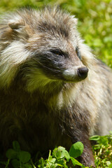 Marderhund (Nyctereutes procyonoides)
