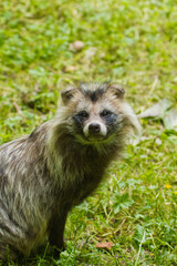 Marderhund (Nyctereutes procyonoides)