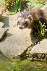 Frettchen (Mustela putorius furo)
