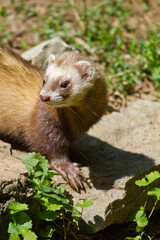 Frettchen (Mustela putorius furo)