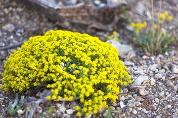 Grass with beautiful mount yellow flowers