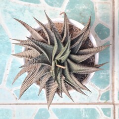 Top view natural green succulent cactus with white pot © SASTRO